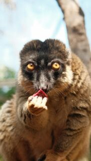 Close-up Red-Fronted Lemur Eating Fruit Phone Wallpaper