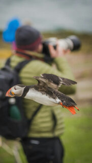 Puffin Spirit Animal Manifestation and Freedom Aesthetic Wallpaper