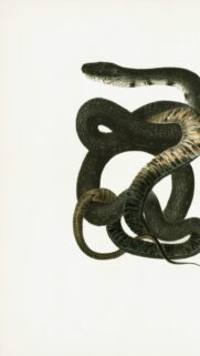 Vintage Scientific Illustration of a Coiled Black Snake Mobile Wallpaper