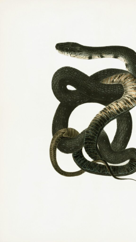 Vintage Scientific Illustration of a Coiled Black Snake Mobile Wallpaper