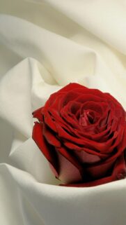 Elegant Red Rose on Soft White Fabric Mobile HD Wallpaper