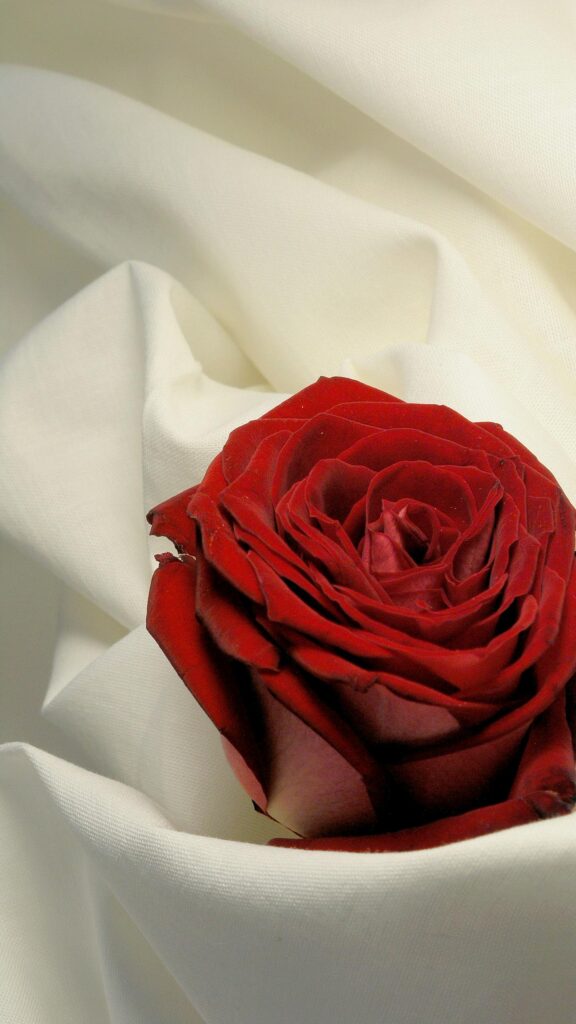 Elegant Red Rose on Soft White Fabric Mobile HD Wallpaper