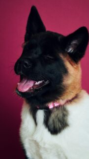 Happy Akita Puppy Smiling Portrait Mobile Phone Wallpaper