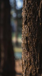 Textured Tree Bark Close Up Nature Mobile Wallpaper