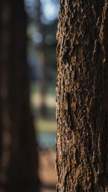 Textured Tree Bark Close Up Nature Mobile Wallpaper