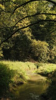Serene Forest Stream Nature Landscape Phone Wallpaper
