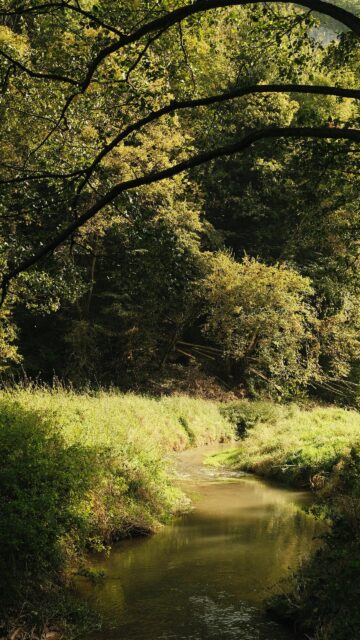 Serene Forest Stream Nature Landscape Phone Wallpaper