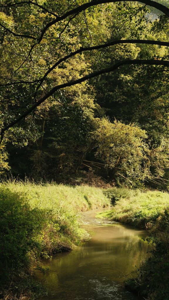 Serene Forest Stream Nature Landscape Phone Wallpaper
