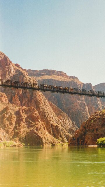 Grand Canyon Mule Train Bridge Scenic Adventure Phone Wallpaper