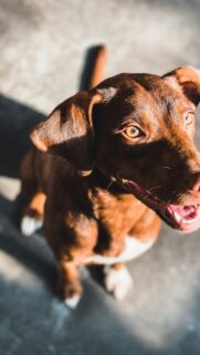 Adorable Brown Dog with Amber Eyes Portrait Mobile Wallpaper