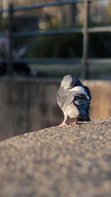 Serene Sleeping Pigeon Resting on Stone Wall Mobile Wallpaper