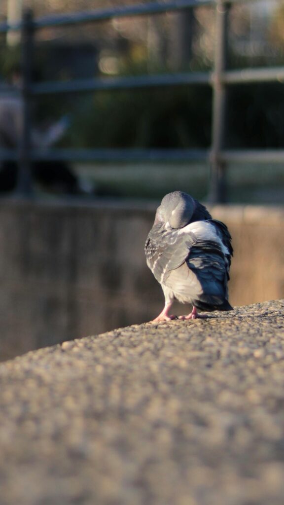 Serene Sleeping Pigeon Resting on Stone Wall Mobile Wallpaper