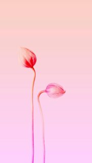 Minimalist Pink Flower Buds Vertical Mobile Phone Wallpaper