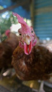 Funny Close Up Chicken Face Mobile Background HD Wallpaper