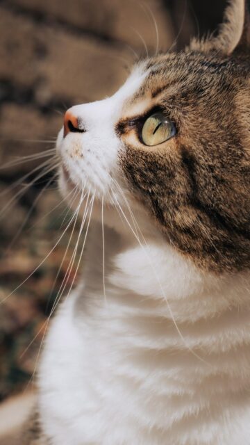 Stunning Close-Up Tabby Cat With Piercing Green Eyes Mobile Wallpaper