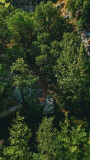 Serene Forest Creek Nature Landscape 4K Mobile Wallpaper