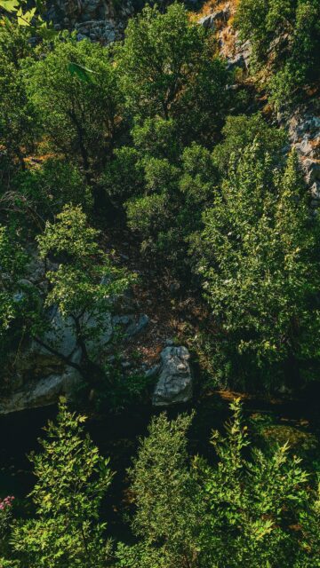 Serene Forest Creek Nature Landscape 4K Mobile Wallpaper