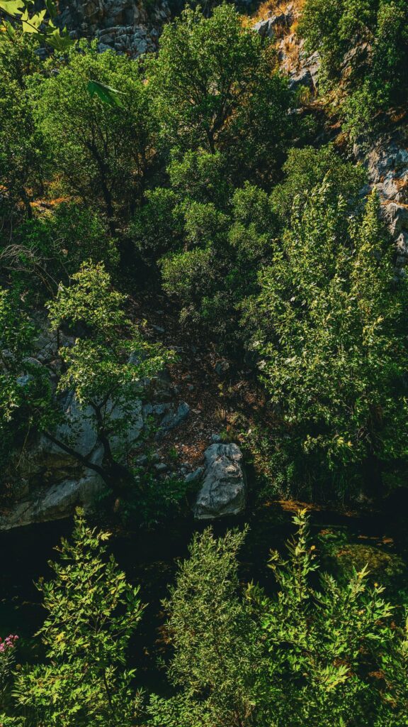 Serene Forest Creek Nature Landscape 4K Mobile Wallpaper