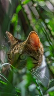 Cute Tabby Cat Hiding in Lush Green Leaves Mobile Wallpaper