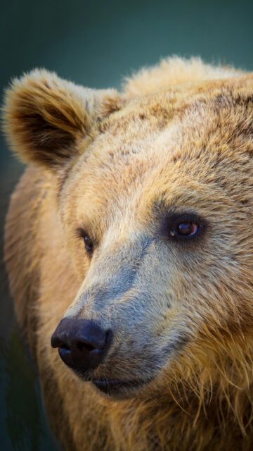 Majestic Brown Bear Close-Up Portrait Premium Mobile Wallpaper