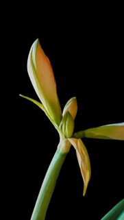 Elegant Amaryllis Flower Bud Minimalist Botanical Mobile Wallpaper