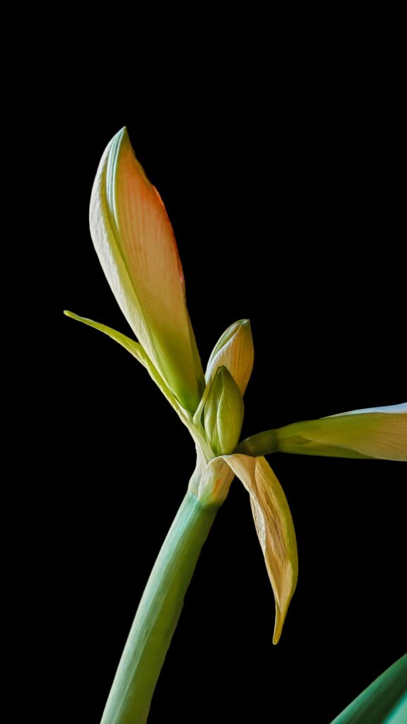 Elegant Amaryllis Flower Bud Minimalist Botanical Mobile Wallpaper