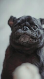 Funny Close-up Black Pug Dog Portrait High Quality Mobile Wallpaper