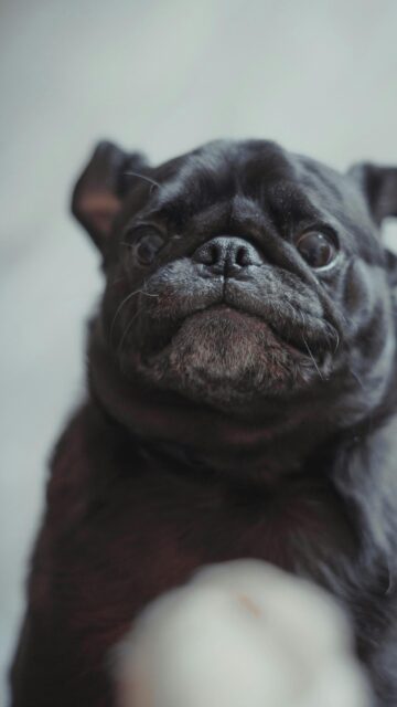 Funny Close-up Black Pug Dog Portrait High Quality Mobile Wallpaper