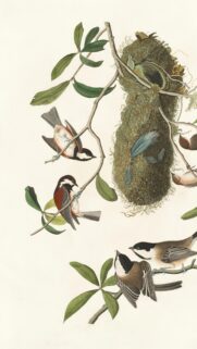 Vintage Botanical Bird Illustration with Chickadees and Nest Wallpaper