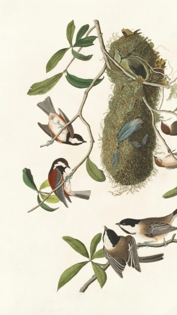 Vintage Botanical Bird Illustration with Chickadees and Nest Wallpaper