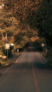 Serene Forest Road at Golden Hour Mobile Wallpaper