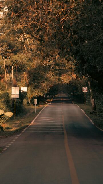 Serene Forest Road at Golden Hour Mobile Wallpaper