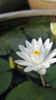Stunning White Water Lily Flower in Peaceful Pond Mobile Wallpaper