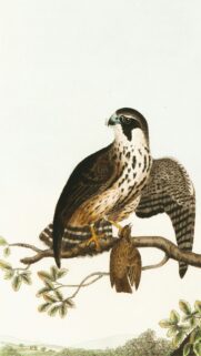 Vintage Peregrine Falcon Bird Illustration Art Phone Wallpaper