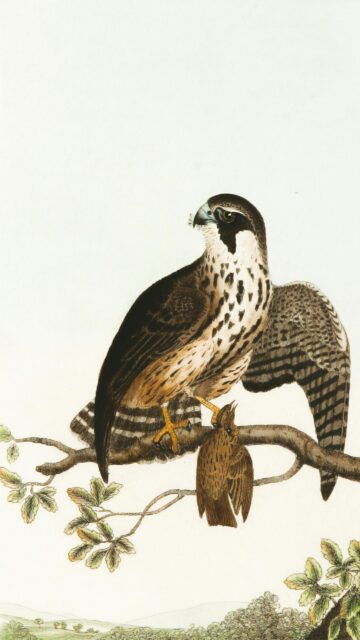 Vintage Peregrine Falcon Bird Illustration Art Phone Wallpaper