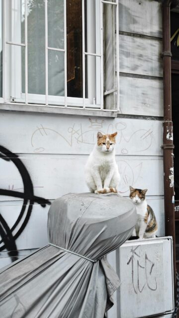 Two Cats Sitting on Street Furniture Mobile Phone Wallpaper