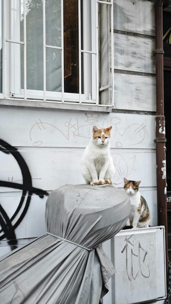 Two Cats Sitting on Street Furniture Mobile Phone Wallpaper