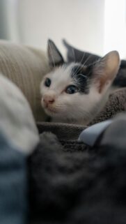 Adorable Black and White Kitten Close Up Portrait Mobile Wallpaper