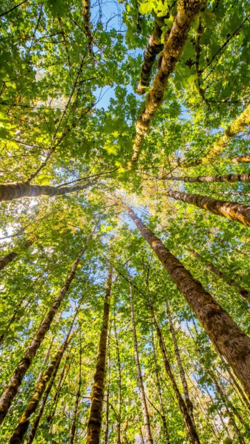 Sunlit Forest Canopy Looking Upwards Mobile Phone Wallpaper