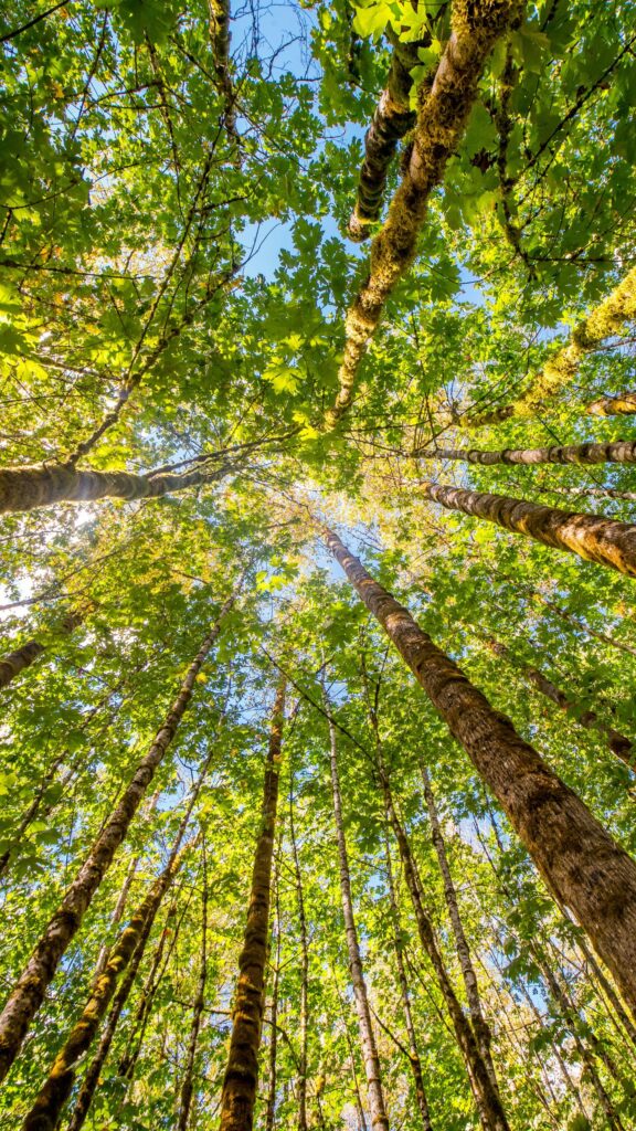 Sunlit Forest Canopy Looking Upwards Mobile Phone Wallpaper