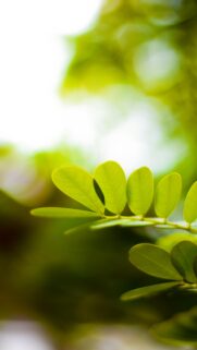 Vibrant Fresh Green Leaves Nature Aesthetic Mobile Wallpaper