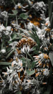 Macro Photography of a Honey Bee on Wild Clover Flowers Wallpaper
