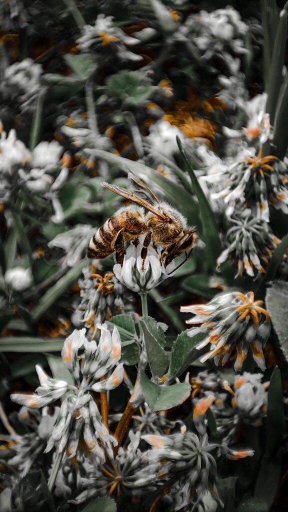Macro Photography of a Honey Bee on Wild Clover Flowers Wallpaper
