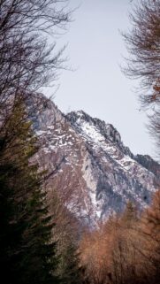 Snowy Mountain Peak Through Autumn Forest Trees Phone Wallpaper