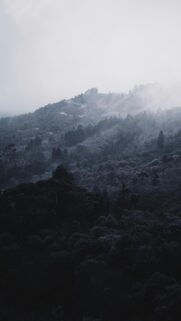 Misty Mountain Forest Landscape Nature Mobile Wallpaper