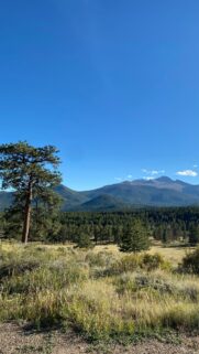 Majestic Rocky Mountain Forest Vista Mobile Wallpaper