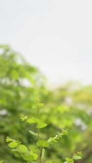 Fresh Green Leaves Sprouting in Nature Spring Mobile Wallpaper