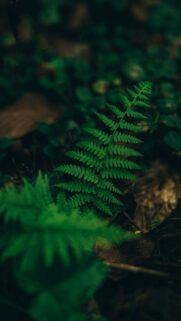 Enchanted Forest Fern Minimalist Green Nature Mobile Wallpaper