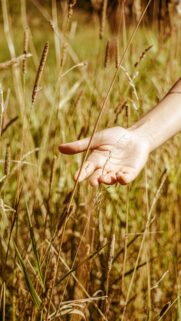 Hand Reaching Through Golden Field Grass Mobile Wallpaper
