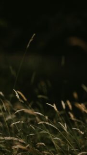 Moody Grass Blades in Soft Natural Sunlight Mobile Wallpaper